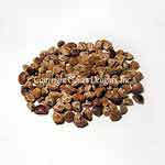 H.B. Woodrose Seeds (Ayurvedic)