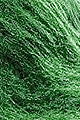 Spirulina Powder