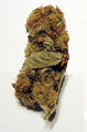 A'Hia Hybrid Buds (Hawaiian)