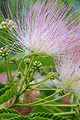 Mimosa Tree (Albizzia)