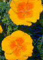 California Poppy (Eschscholzia californica ) Dried HerbAmapola California (Eschscholzia californica ) Dried Herb