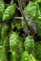 Hops Dried HerbHops Dried Herb