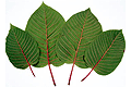Kratom - Red Vein Korth Leaf