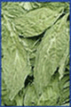 Salvia Leaf - Sierra Mazateca Premium