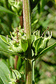 Sinicuichi Seeds (10/Packet)Sinicuichi Semillas (10/Packet)