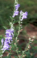 Scullcap Dried Herb (Mad Dog)