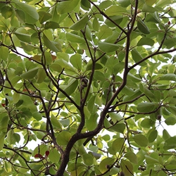 Baheda (Teminalia belerica) Dried Fruit