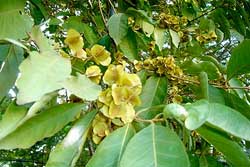 Combretum Dried Leaf (Combretum quadrangulare)