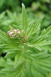 Mugwort (Artemisia vulgaris) Dried Herb