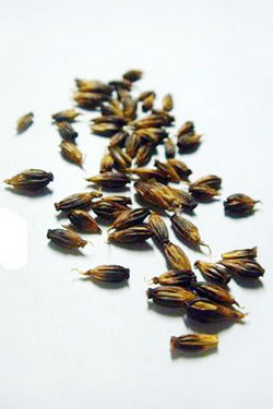 Silene Capensis Seeds (10/Packet)
