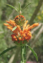 Leonotis leonurus flowers