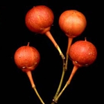Celastrus Seed (Celastrus paniculata)