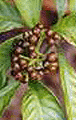 Psychotria Viridis Seeds (Chacruna)