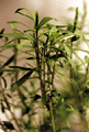 Heimia salicifolia (Sinicuichi) Plant