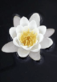 Herbs for Meditation