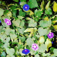 Morning Glory Seeds