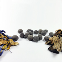 Seeds