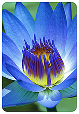 Blue Lily/Lotus