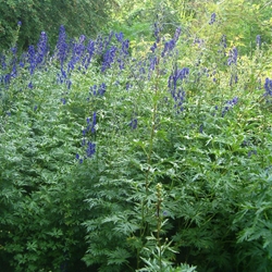Fu Zi (Prepared Aconite)
