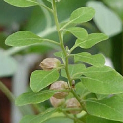 Ashwagandha Powder (Withania somnifera)