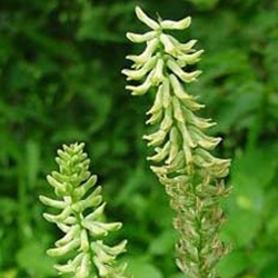 Astragalus Roots (Astralagus membranaceus)