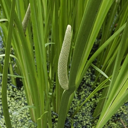 Calamus Root Cut & Sifted