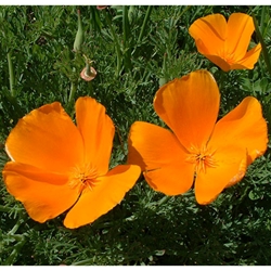 California Poppy (Eschscholzia californica ) Dried Herb