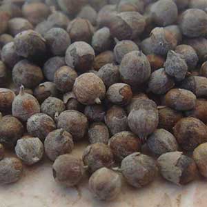 Chasteberry - Whole Berries (Monk's Pepper)