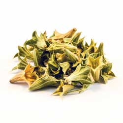 Lagochilus inebriens (Turkistan Mint)
