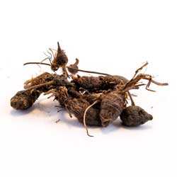 Sugandi Root (Hemidismus indicus)