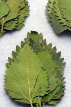 Wild Dagga Flat Dried Leaf (Klip)