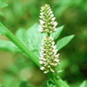 Licorice Root Powder