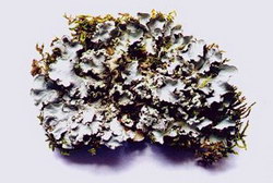 Rock Blooms (Parmotrema menyamyaense)