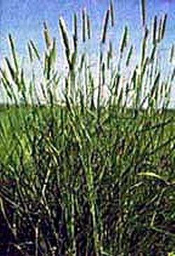 000 10 Phalaris arundinacea NATIVE ORNAMENTAL GRASS Seeds
