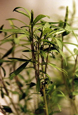 Sinicuichi (Sun Opener) - Heimia salicifolia