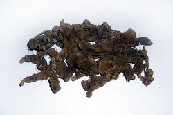Valerian Root Whole Root (Valeriana officinalis)