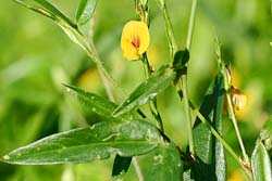 Zornia latifolia