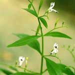 Kalmegh (Androphaugs paniculata)