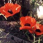 Red Poppy Flower Petals (Papaver rhoeas)