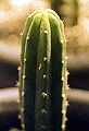 San Pedro Cactus Rooted Plant
