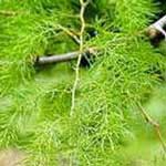 Shatavari Herb