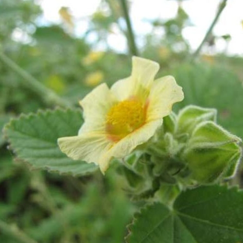 Bala Root Powder (Sida cordifolia) - Shaman's Garden