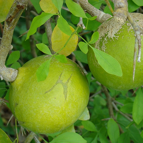 Bel Fruit (Aegle marmelos) - Shaman's Garden