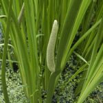 Close-up of a cattail plant with a pale green cylindrical seed head among long, blade-like leaves in a pond dotted with duckweed.
