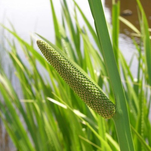 Calamus Root Powder - Shaman's Garden