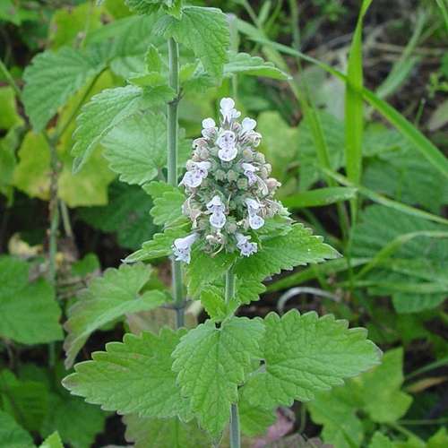 Catnip - Shaman's Garden