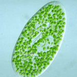 Under a microscope, an oval-shaped green single-celled algal cell filled with numerous round chloroplasts.