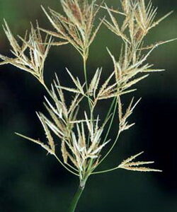 Close-up of a grass plant with cream-colored, feathery seed heads against a dark green background