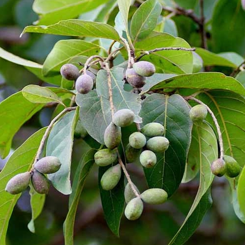Harad (Terminalia chebula) - Dried Fruit - Shaman's Garden