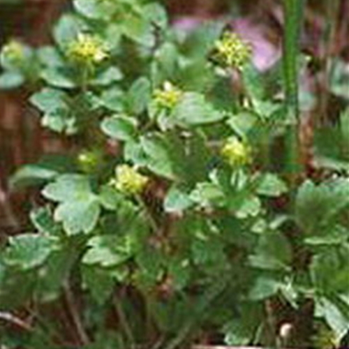 Musk Root (Ferula moschata) - Shaman's Garden